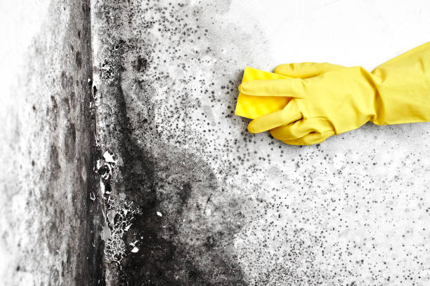 Best Asbestos and Lead Testing During Mold Inspection  in Auburn Lake Trails, CA